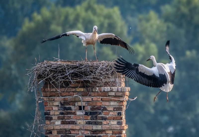 Professional Chimney Animal Removal Services in Orland Park, Illinois